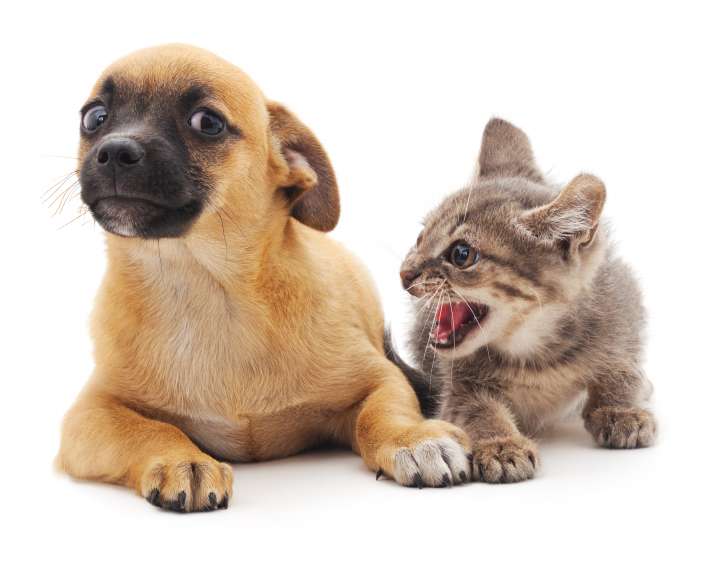 ../_images/catdog.jpg